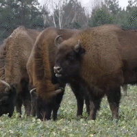 Counting Bison