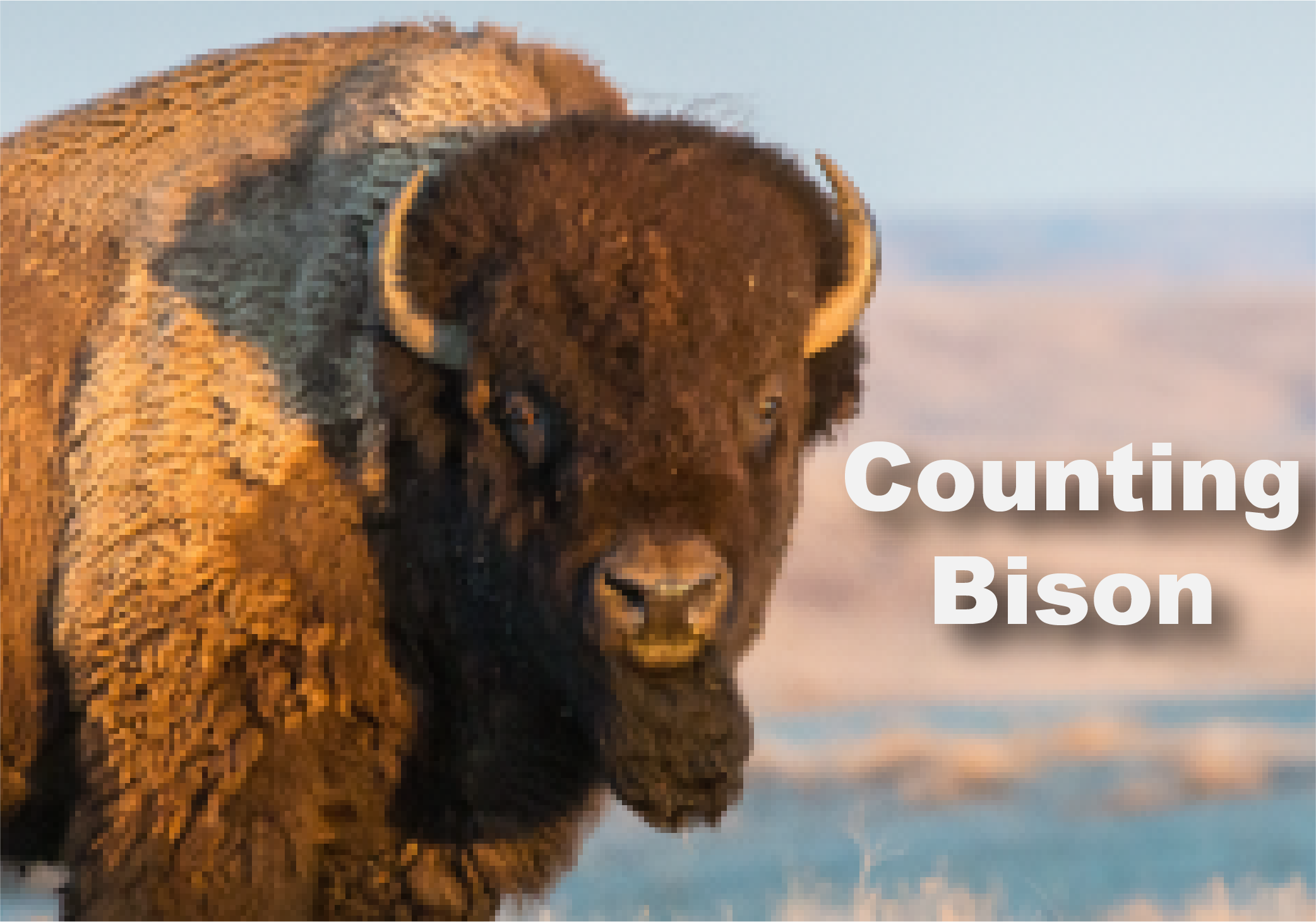 Counting Bison | Media4Math